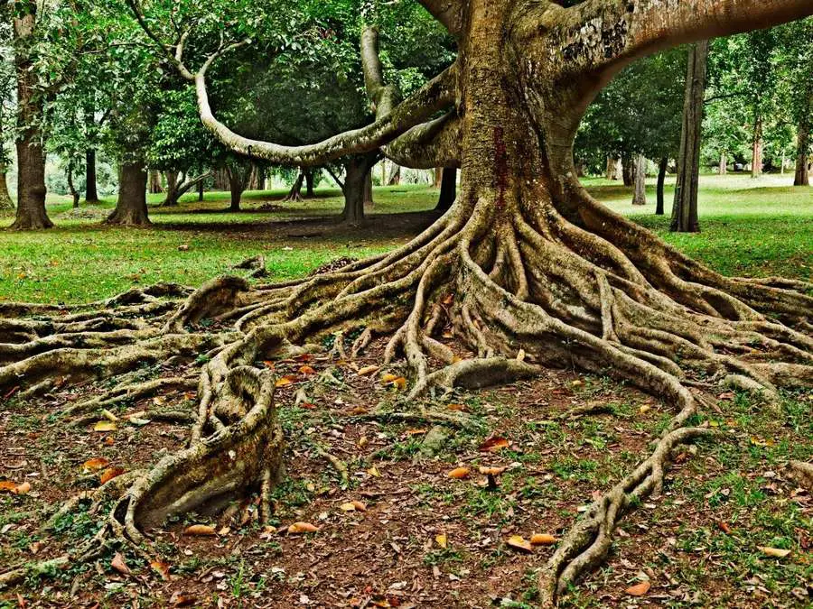 avoiding tree roots